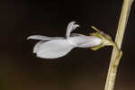 White lobelia